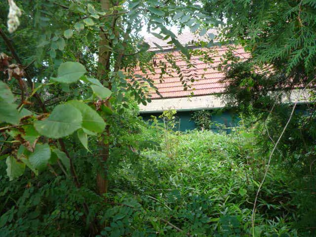 Zwangsversteigerung Einfamilienhaus in Berlin, Altglienicke – Blick von der Germanenstraße durch dichten Bewuchs zum Wohnhaus.