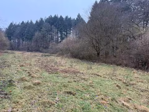 Zwangsversteigerung in Aßlar, Klein-Altenstädten – Flurstück 132 mit waldnahem Charakter und Verbuschung.