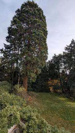 Zwangsversteigerung Einfamilienhaus in Kronberg im Taunus, Schönberg – Der geschützte Mammutbaum auf dem Grundstück.