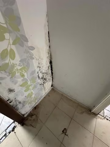 Zwangsversteigerung Eigentumswohnung in Hürtgenwald, Vossenack – Massiver Schimmelpilzbefall an den Wänden in der Wohnung Nr. 3.