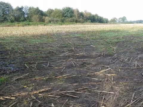 Zwangsversteigerung Landwirtschaft in Neuscharrel – Ansicht des Flurstücks 110/2 mit angrenzendem Baumbestand.