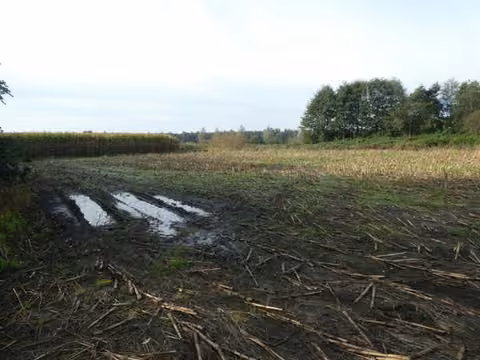 Zwangsversteigerung Landwirtschaft in Neuscharrel – Weitläufige Außenansicht der Flurstücke 110/1 und 110/2.