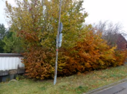 Zwangsversteigerung Einfamilienhaus in Hellenthal, Dickerscheid – Seitenansicht des Objekts hinter einer Hecke.