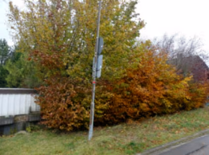 Zwangsversteigerung Einfamilienhaus in Hellenthal, Dickerscheid – Seitenansicht des Objekts hinter einer Hecke.