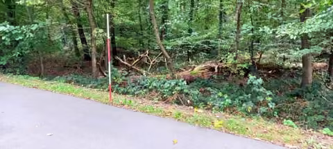 Zwangsversteigerung Landwirtschaft in Bonn, Kessenich – Blick in das Bestandesinnere in Richtung Süd.