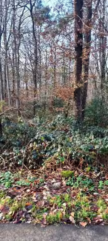 Zwangsversteigerung Landwirtschaft in Bonn, Kessenich – Invasiver Brombeer-Bodenbewuchs auf dem Grundstück.