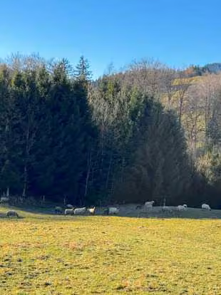 Zwangsversteigerung Grundstück in Anger, Stoißberg – Hangabfallende Grünlandfläche des Bewertungsobjekts.