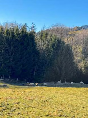 Zwangsversteigerung Grundstück in Anger, Stoißberg – Hangabfallende Grünlandfläche des Bewertungsobjekts.