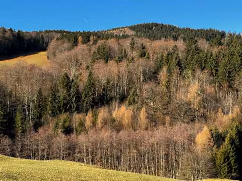 Zwangsversteigerung Landwirtschaft in Anger, Hochöd – Überblick über die Grünland- und Waldfläche des Flurstücks 1070.