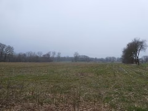 Zwangsversteigerung Landwirtschaft in Barßel, Reeken – Perspektive der Ackerfläche in Richtung Gehölzrand.