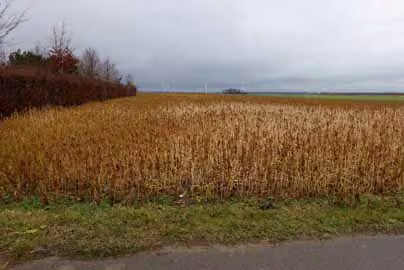 Zwangsversteigerung in Erftstadt, Herrig – Blick auf das Ackergrundstück mit Kennzeichnung der Grundstücksgrenzen.
