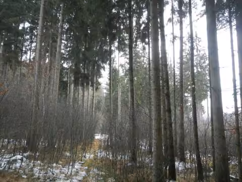 Zwangsversteigerung Grundstück in Schönberg, Eberhardsreuth – Fichten-Altbestand mit Naturverjüngung im Bestand 1.