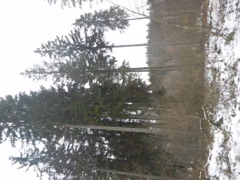 Zwangsversteigerung Grundstück in Schönberg, Eberhardsreuth – Fichten-Birken-Naturverjüngung im Bestand 2.