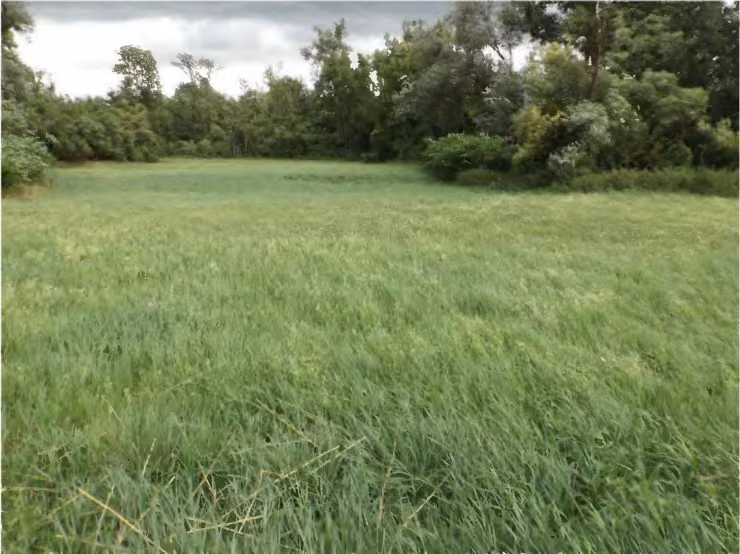 Zwangsversteigerung Landwirtschaft in Niederviehbach – Flurstück 3141 mit angrenzendem Gehölzbestand im Randbereich.