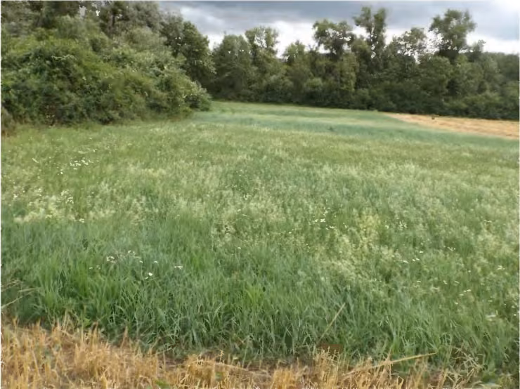 Zwangsversteigerung Landwirtschaft in Niederviehbach – Flurstück 3143, Grünland mit Randgehölz, Blick von Norden nach Süden.