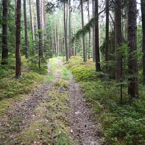 Zwangsversteigerung Landwirtschaft in Burk – Zufahrtsweg zum Waldgrundstück mit angrenzendem Fichtenbestand.