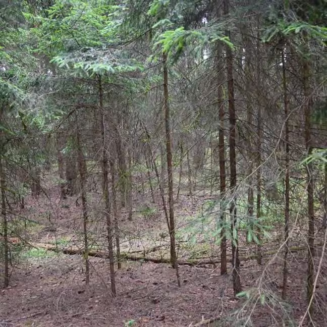 Zwangsversteigerung Landwirtschaft in Burk – Rückegasse innerhalb des Waldgrundstücks Flst 665.