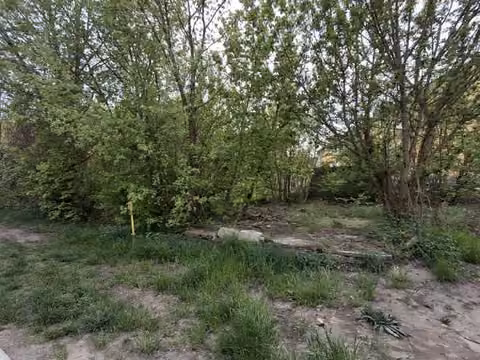 Zwangsversteigerung Grundstück in Angermünde – Ansicht des dichten Baumbestands und Wildwuchses auf dem Grundstück.