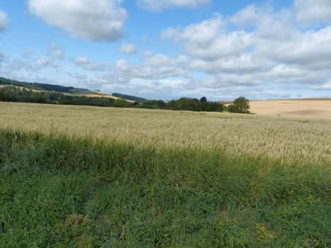Zwangsversteigerung Landwirtschaft in Kobern-Gondorf, Gondorf – Blick über Flurstück 98 (Aufm Kehr) mit angrenzendem Wirtschaftsweg.