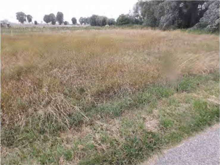 Zwangsversteigerung Landwirtschaft in Niederviehbach – Grünland mit Teilbereich Gehölz im Hintergrund.