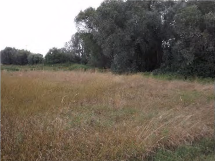 Zwangsversteigerung Landwirtschaft in Niederviehbach – Grünlandfläche mit Gehölzbestand im Hintergrund.