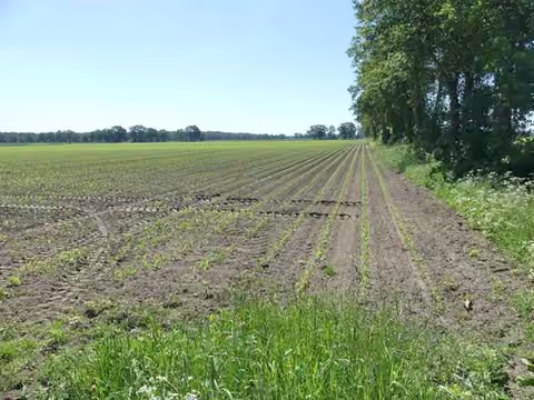 Zwangsversteigerung Landwirtschaft in Drebber – Ackerfläche Blick von Süd-West in nord-östliche Richtung