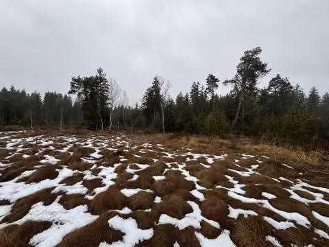 Zwangsversteigerung Grundstück in Eggstätt, Weitmoos – Blick über die Filzenfläche des Bewertungsgrundstücks.