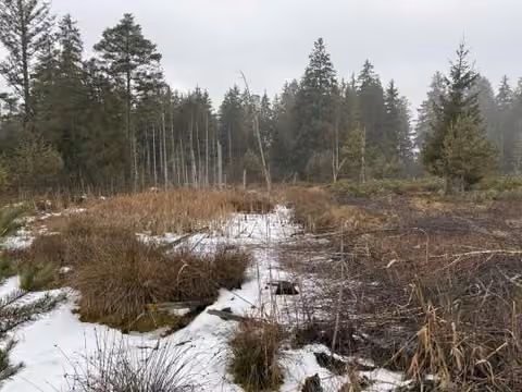Zwangsversteigerung Grundstück in Eggstätt, Weitmoos – Ansicht der Moorlandschaft mit Graben und Gehölzbestand.