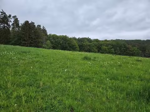 Zwangsversteigerung Landwirtschaft in Spangenberg, Pfieffe – Außenansicht Flurstück 13/4 Im Labach mit Grünland und Laubholzbestand.