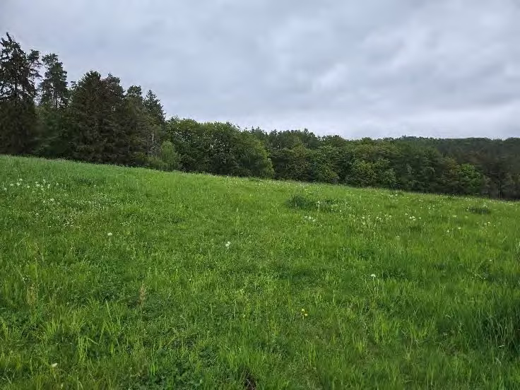 Zwangsversteigerung Landwirtschaft in Spangenberg, Pfieffe – Außenansicht Flurstück 13/4 Im Labach mit Grünland und Laubholzbestand.
