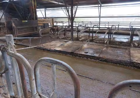 Zwangsversteigerung Landwirtschaft in Burgebrach, Vollmannsdorf – Innenaufnahme des Milchviehlaufstalls mit Liegebuchten und Entmistungsschieber.