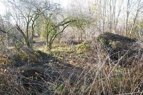 Zwangsversteigerung in Sömmerda, Schillingstedt – Stark verwilderter und zugewachsener westlicher Grundstücksteil.