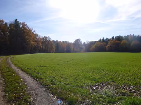 Zwangsversteigerung Landwirtschaft in Reichenbach, Jägerruit – Flurstück 627 mit Wirtschaftsweg, Blick von Norden nach Süden.
