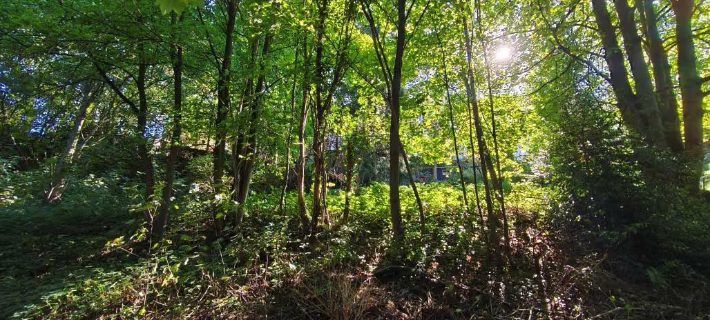 Zwangsversteigerung Stellplatz/Garage in Solingen, Wald – Flurstück 133 Teilansicht der Hang- und Waldfläche