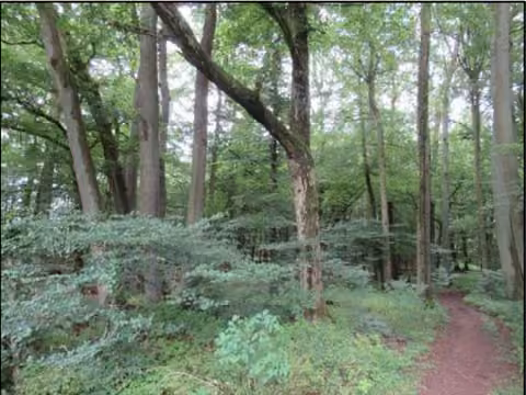 Zwangsversteigerung Landwirtschaft in Altdorf, Röthenbach bei Altdorf – Waldfläche Flurstück Nr. 228/1 mit Waldweg