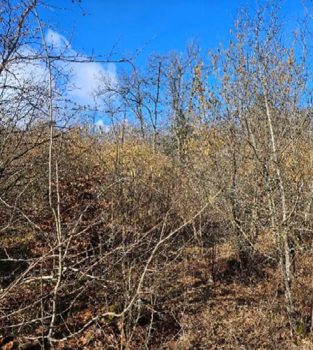 Zwangsversteigerung in Mellrichstadt, Frickenhausen – Weiterer Blick in den ungleichmäßigen Jungbestand mit Freiflächen.