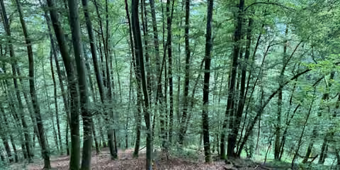 Zwangsversteigerung Landwirtschaft in Dietfurt an der Altmühl, Unterbürg – Waldansicht des Bewertungsgrundstücks mit Laubholzbestand an der Schloßleite.
