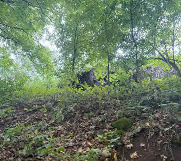 Zwangsversteigerung Landwirtschaft in Dietfurt an der Altmühl, Unterbürg – Ansicht des Bestandes und des Unterholzes auf der Waldfläche.