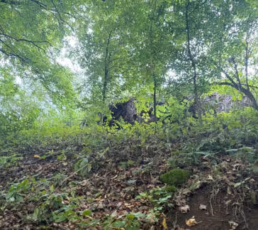 Zwangsversteigerung Landwirtschaft in Dietfurt an der Altmühl, Unterbürg – Ansicht des Bestandes und des Unterholzes auf der Waldfläche.
