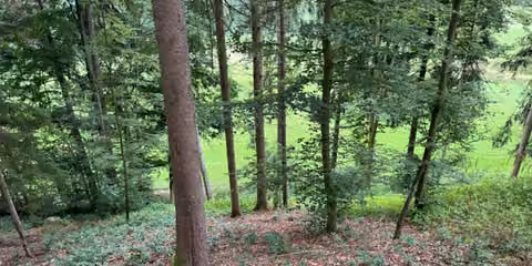 Zwangsversteigerung Landwirtschaft in Dietfurt an der Altmühl, Unterbürg – Mischwaldbestand auf dem Grundstück mit Blick in den Hangwald.