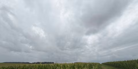 Zwangsversteigerung Landwirtschaft in Dietfurt an der Altmühl, Oberbürg – Blick über die bewirtschaftete Ackerfläche mit Maisbestand.