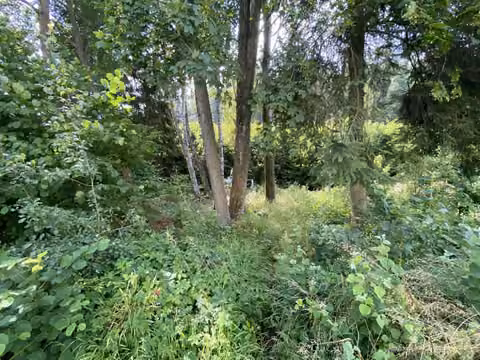 Zwangsversteigerung Einfamilienhaus in Wald-Michelbach, Affolterbach – Flurstück 8/26 Hinterer Bereich mit Bewuchs