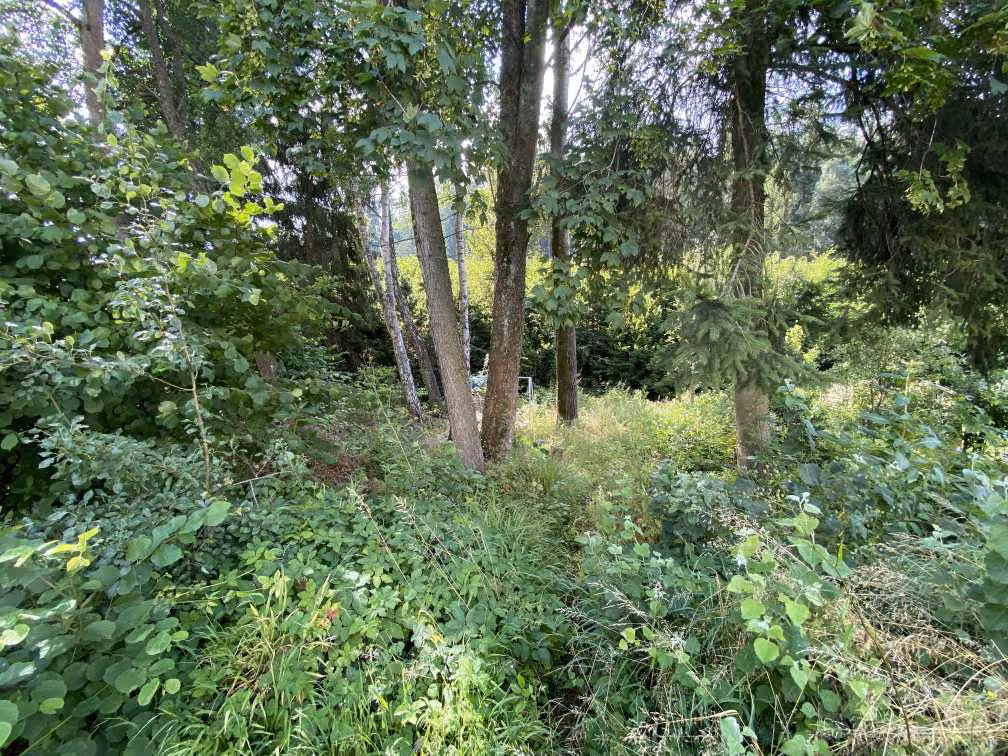 Zwangsversteigerung Einfamilienhaus in Wald-Michelbach, Affolterbach – Flurstück 8/26 Hinterer Bereich mit Bewuchs