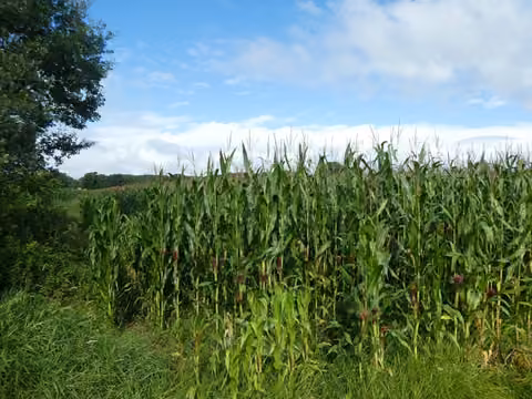 Zwangsversteigerung Landwirtschaft in Friesoythe, Woesten – Perspektive entlang des Ackerrands und Feldbestands