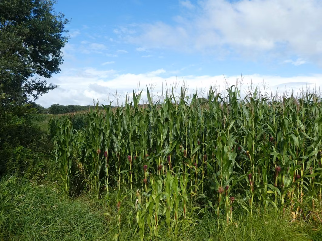 Zwangsversteigerung Landwirtschaft in Friesoythe, Woesten – Perspektive entlang des Ackerrands und Feldbestands