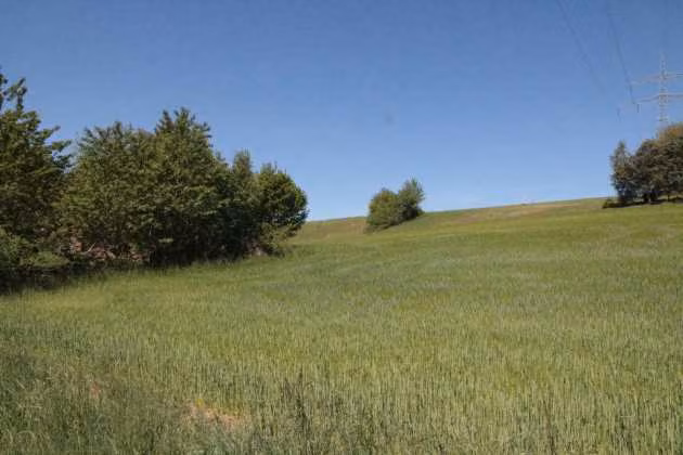 Zwangsversteigerung Landwirtschaft in Maxhütte-Haidhof, Leonberg – Blick von der südöstlichen Grundstücksecke in Richtung Nordwesten.