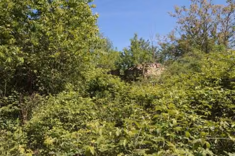 Zwangsversteigerung Landwirtschaft in Maxhütte-Haidhof, Leonberg – Ehemaliger Hofbereich mit überwucherten Resten der Gebäuderuine.