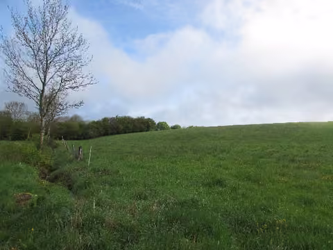 Zwangsversteigerung Landwirtschaft in Blankenheim, Mülheim – Ansicht des unbebauten Grünlandgrundstücks mit Wirtschaftsweg und Vegetation.