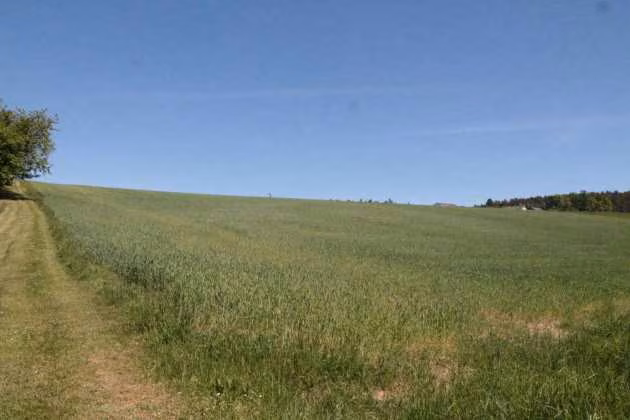 Zwangsversteigerung Landwirtschaft in Maxhütte-Haidhof, Leonberg – Blick von der südwestlichen Grundstücksecke hangaufwärts nach Nordosten